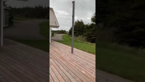 Sneaking up on a bunny