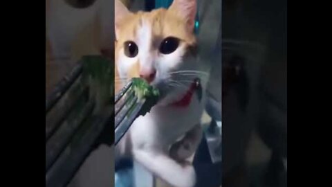 Cute and Funny Cat Videos Compilation