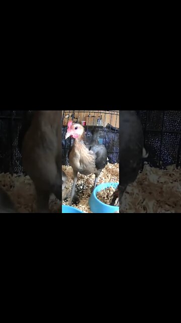 Mother hen teaching baby chicks to scratch