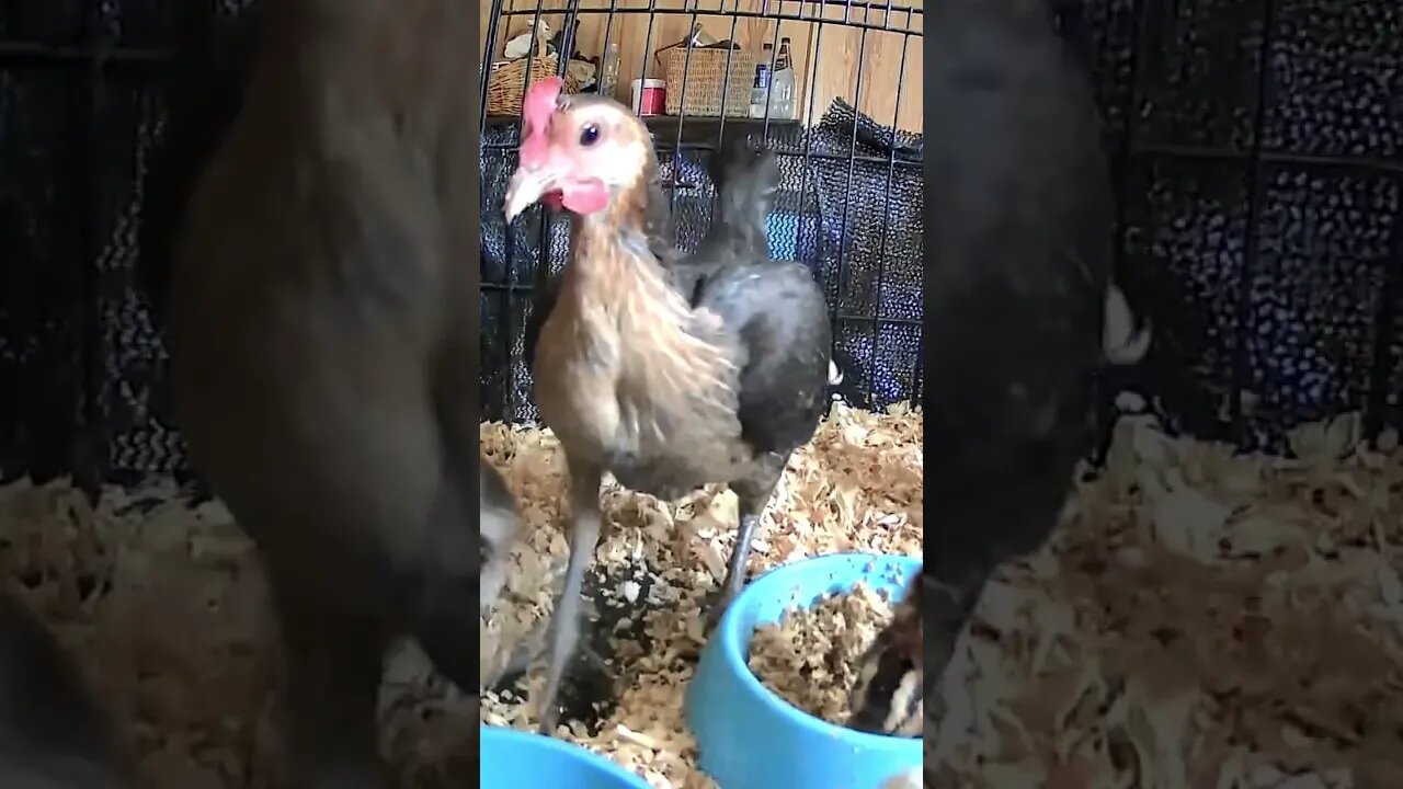 Mother hen teaching baby chicks to scratch