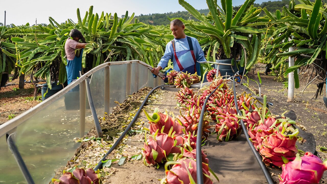 🐉 Dragon Fruit Factory 🍌🚡 Cable Harvest & Passion Fruit Farm 🌼