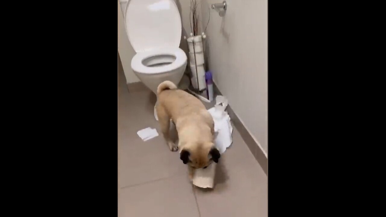 funny animal 😃😃😃😃
