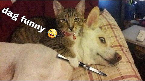 dag funny 🤣🤣