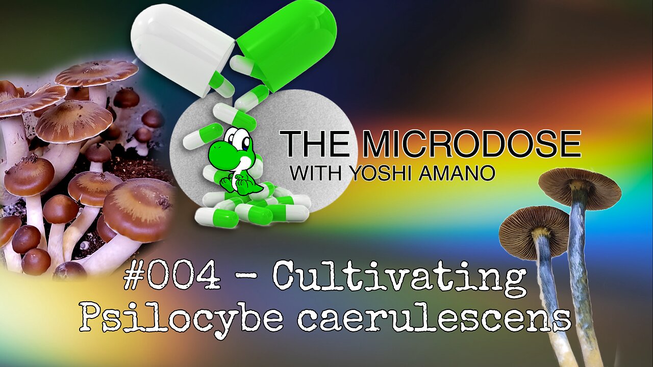 Cultivating Psilocybe caerulescens - The Microdose w/ Yoshi Amano ep 004