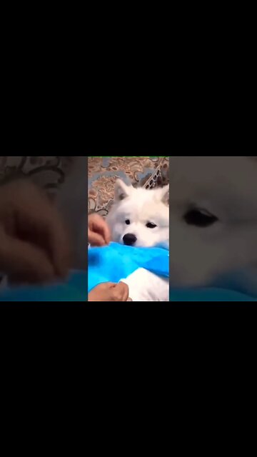 Esperando su juguete favorito 🥰😍❤️ #shorts #shortsfeed #shortvideo #clips