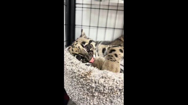 The lost leopard cub and the girl