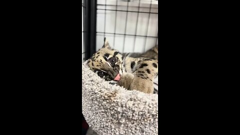 The lost leopard cub and the girl