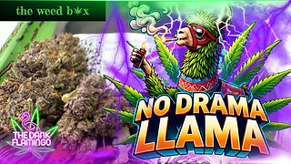 Trying No Drama Llama THCa from The Weed Box! The Dank Flamingo Cannabis Review!!