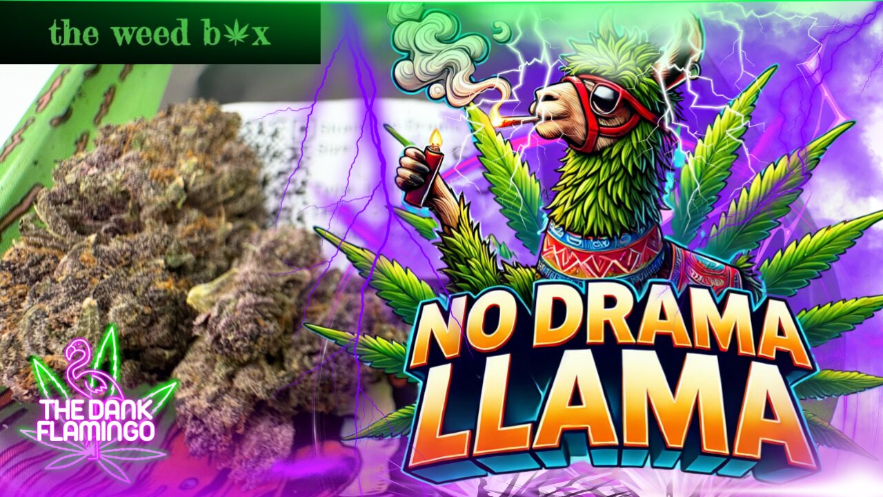 Trying No Drama Llama THCa from The Weed Box! The Dank Flamingo Cannabis Review!!