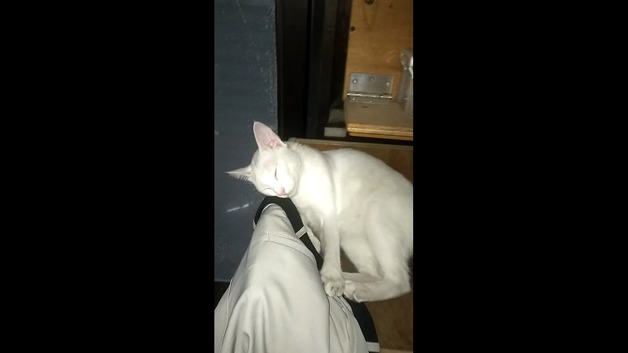 sleeping cat