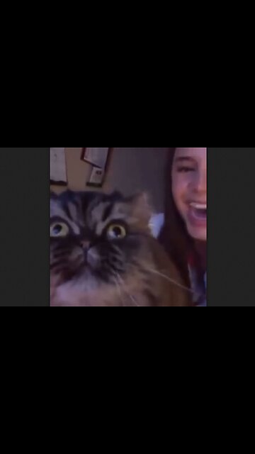 The Opera Isn't Over Until The Fat Cat Steals The Show - HaloRock