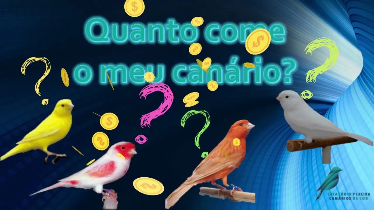 Quanto meu canário come???