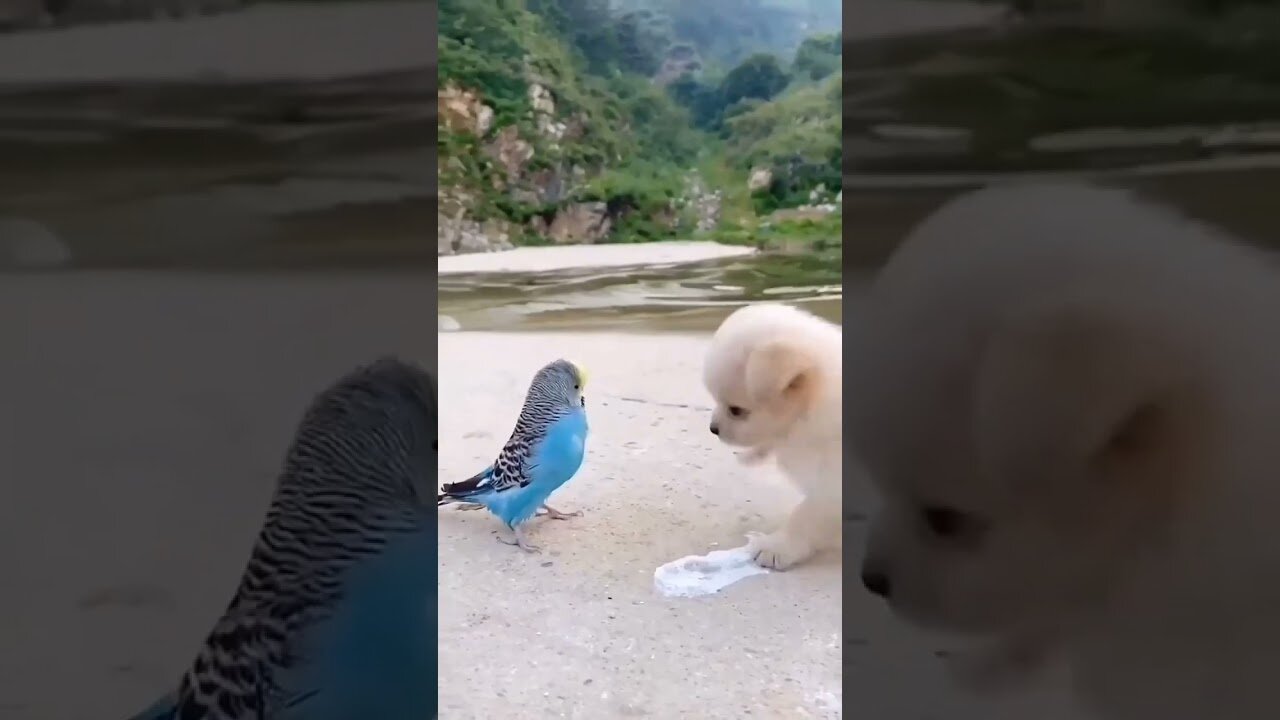 Friendship - puppy and bird . A beautiful moment #394