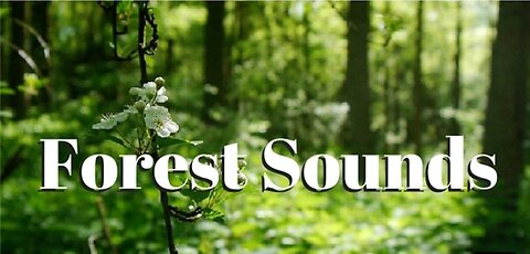 Birds churching sounds Meditation forest sounds of birds singing relaxation - 4 minutes