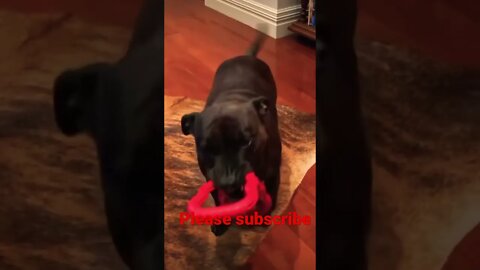 Wow How cute 😂❤️ please get this viral | #viral | #funnydogs | #trending | #shorts