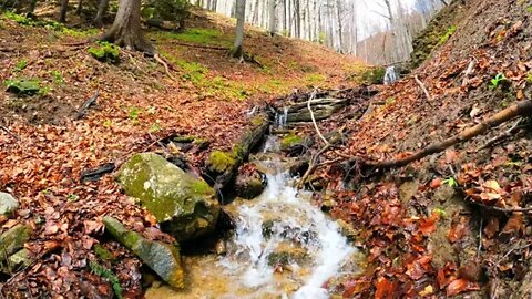 Forest stream relaxing river sounds for sleeping – 10 hours