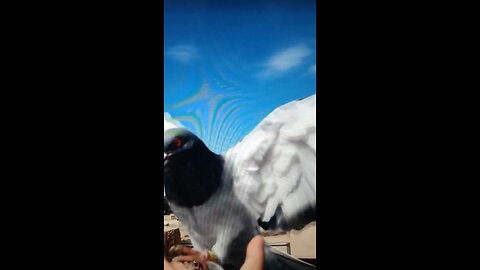 Pigeons Are Mankind’s Greatest Treasure To Be Contactable And Communicate In Long Distance!