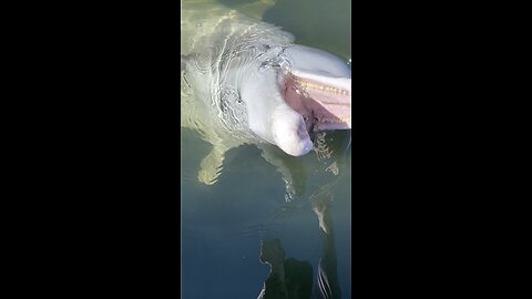 Dolphin Encounter