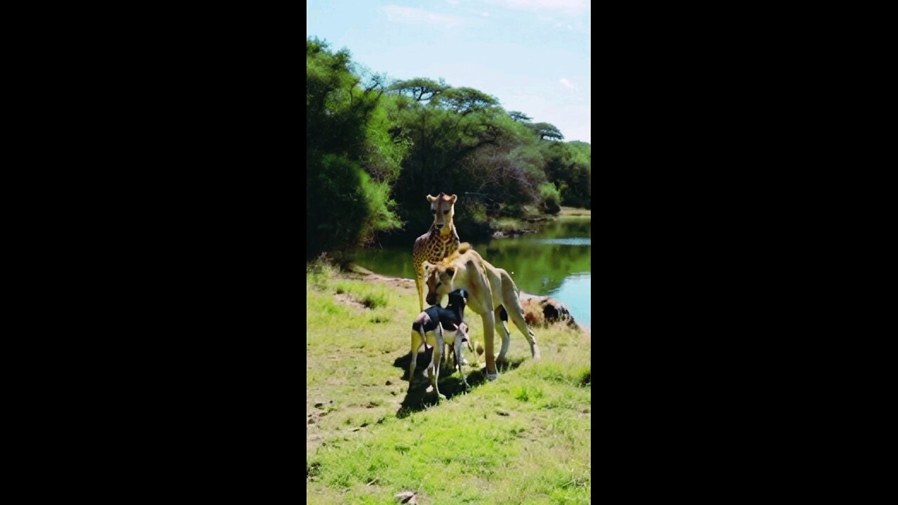 A Lioness Shows Kindness to a Strange Creature, Leaving the Giraffe in Shock!"