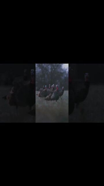 Check out this week’s episode - Mega Roost!! Awesome Roost hunt you won’t want to miss!