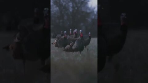 Check out this week’s episode - Mega Roost!! Awesome Roost hunt you won’t want to miss!