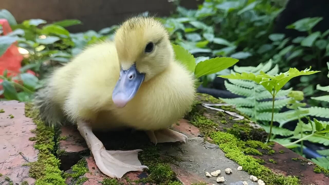 They are all so cute, but why drink unclean water？