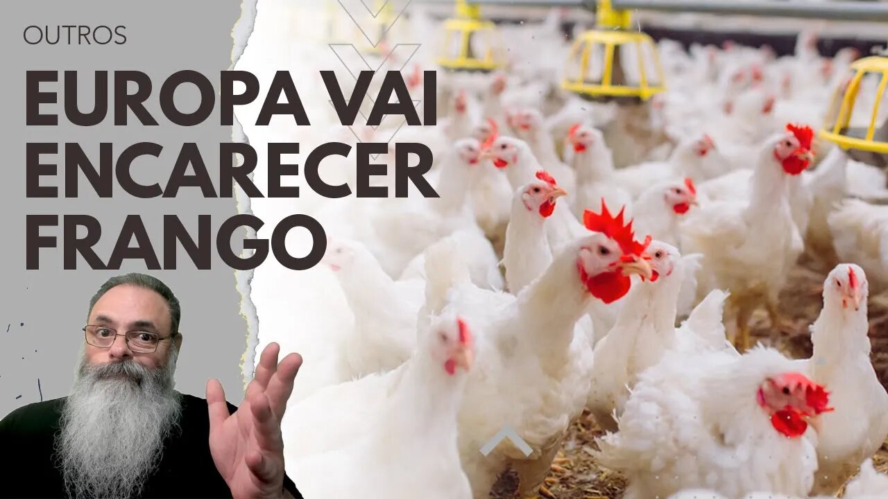 EUROPA vai PASSAR LEI de "BEM ESTAR ANIMAL" que vai ENCARECER o FRANGO em 45%: OLHA a OPORTUNIDADE