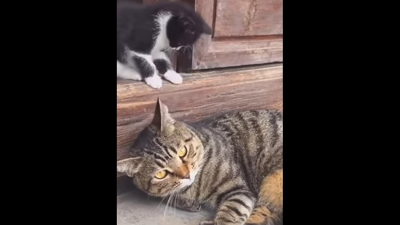 Funny cats 2024 cutest funny cats