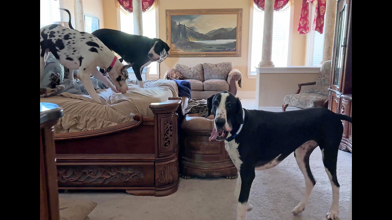 Great Dane invites her siblings to play bed zoomies