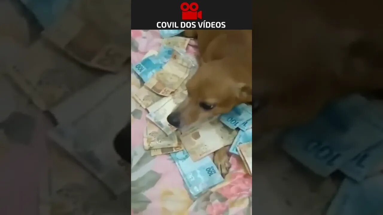 cachorro de agiota