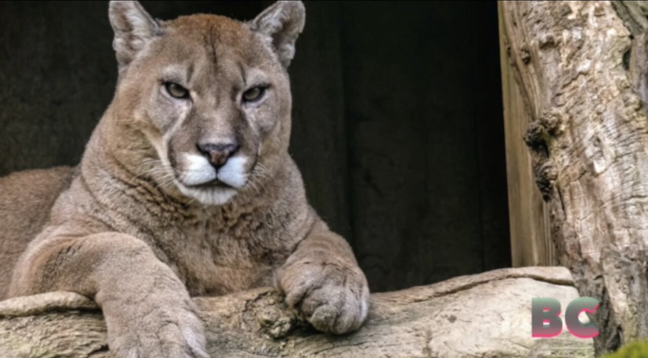 Official: Mountain lion claws man in hot tub in Colorado