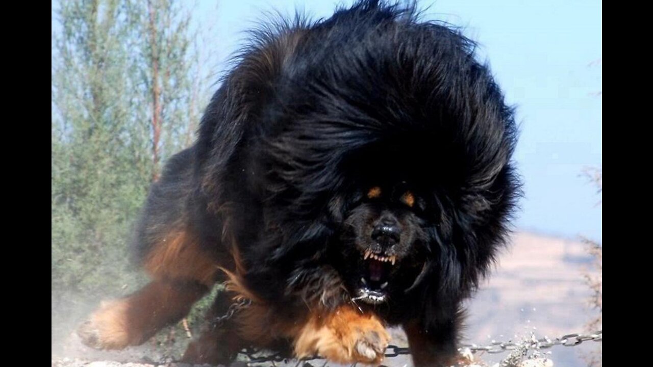 The largest and largest dog in the world broke all records for 2020