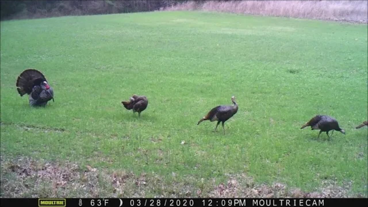 Trail cam Time Lapse Jan-June 2020, Illinois homestead wildlife conservation