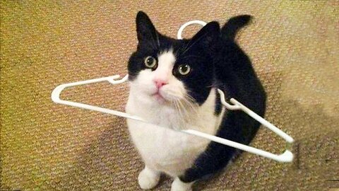Funniest Cats Part 1 :)