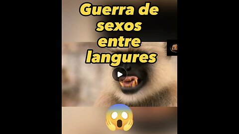 Así es una guerra de sexos entre langures