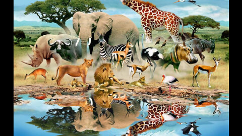 World Top Rere Wide Animal 🌍