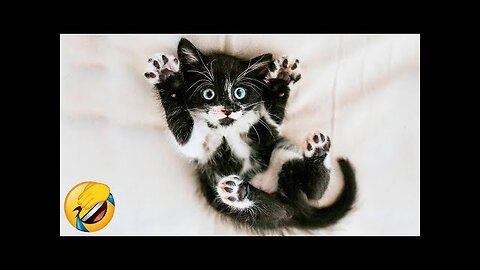 Funniest cute cat baby compilation