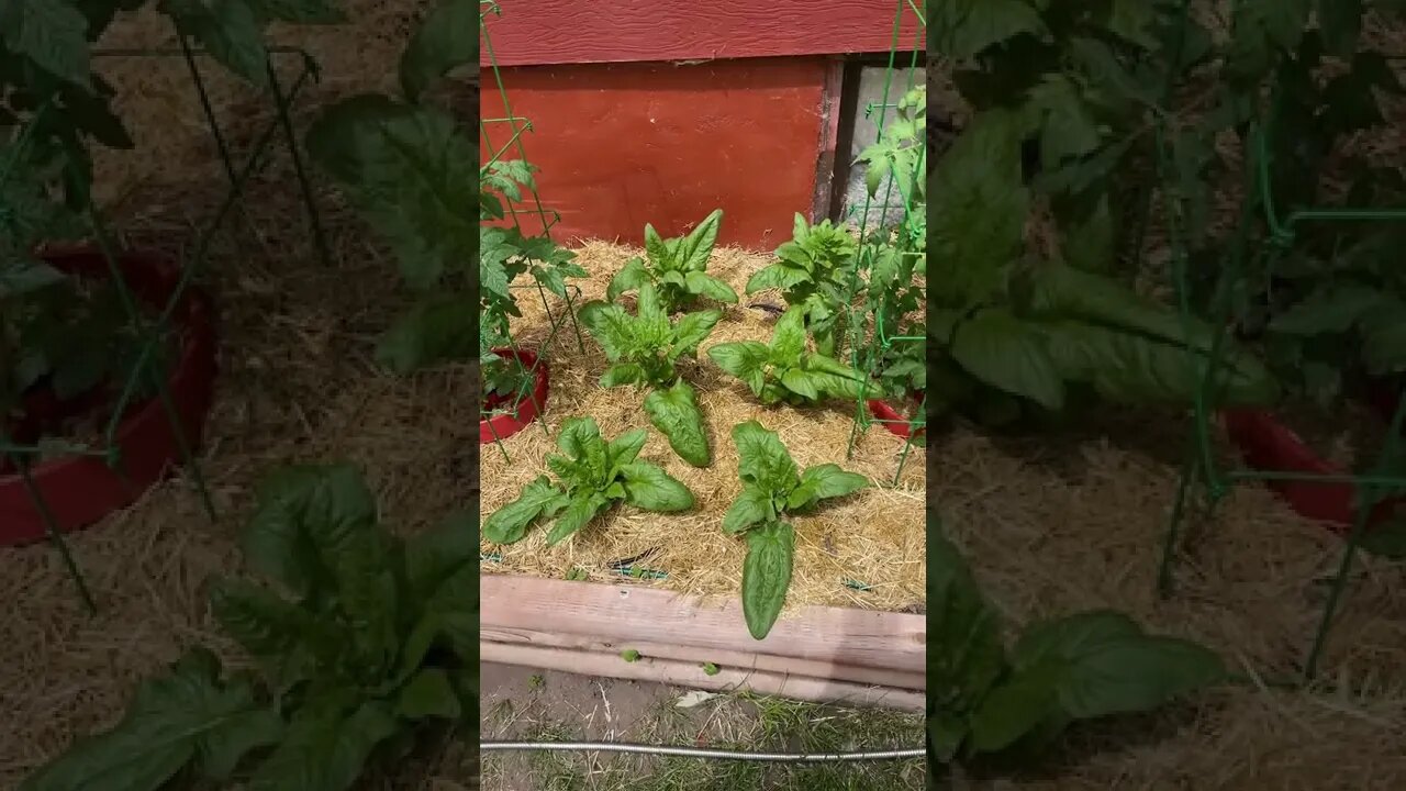 Fresh, homegrown spinach.