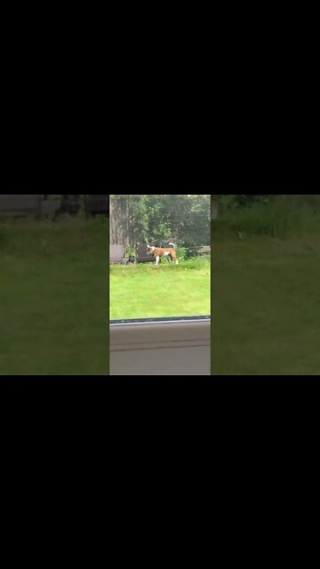 When The Dogs Decide To Play