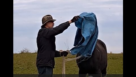 Face your fears - tarp - Rain the Spotted Saddle Horse - 23 Oct 2023