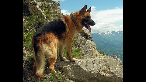 German shepherd dogs playing