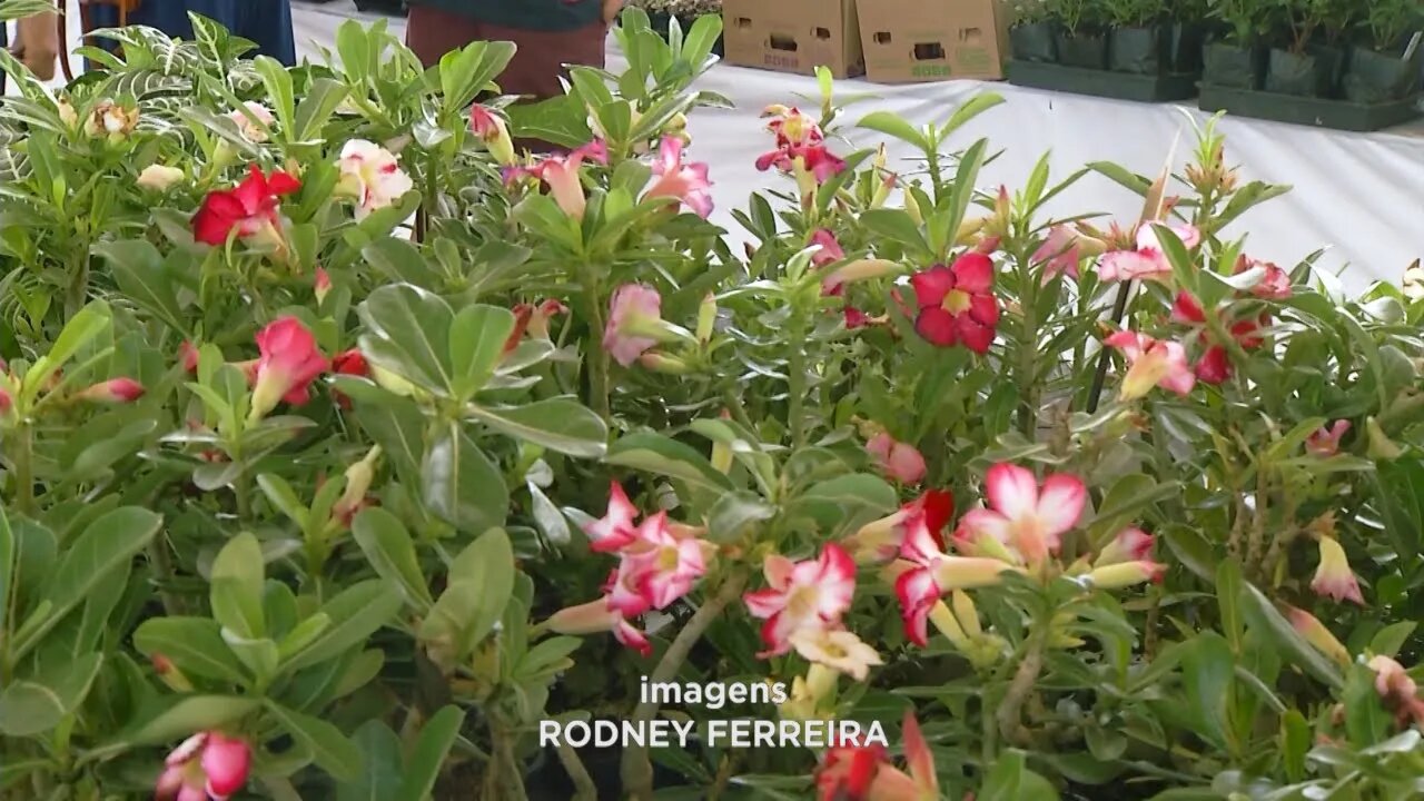 "Expoflor": beleza e sensibilidade das flores em exposição de Cel. Fabriciano