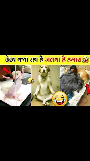 जानवरों के गजब कारनामे और वीडियो।। funny animal videos #shorts #funny #animationl