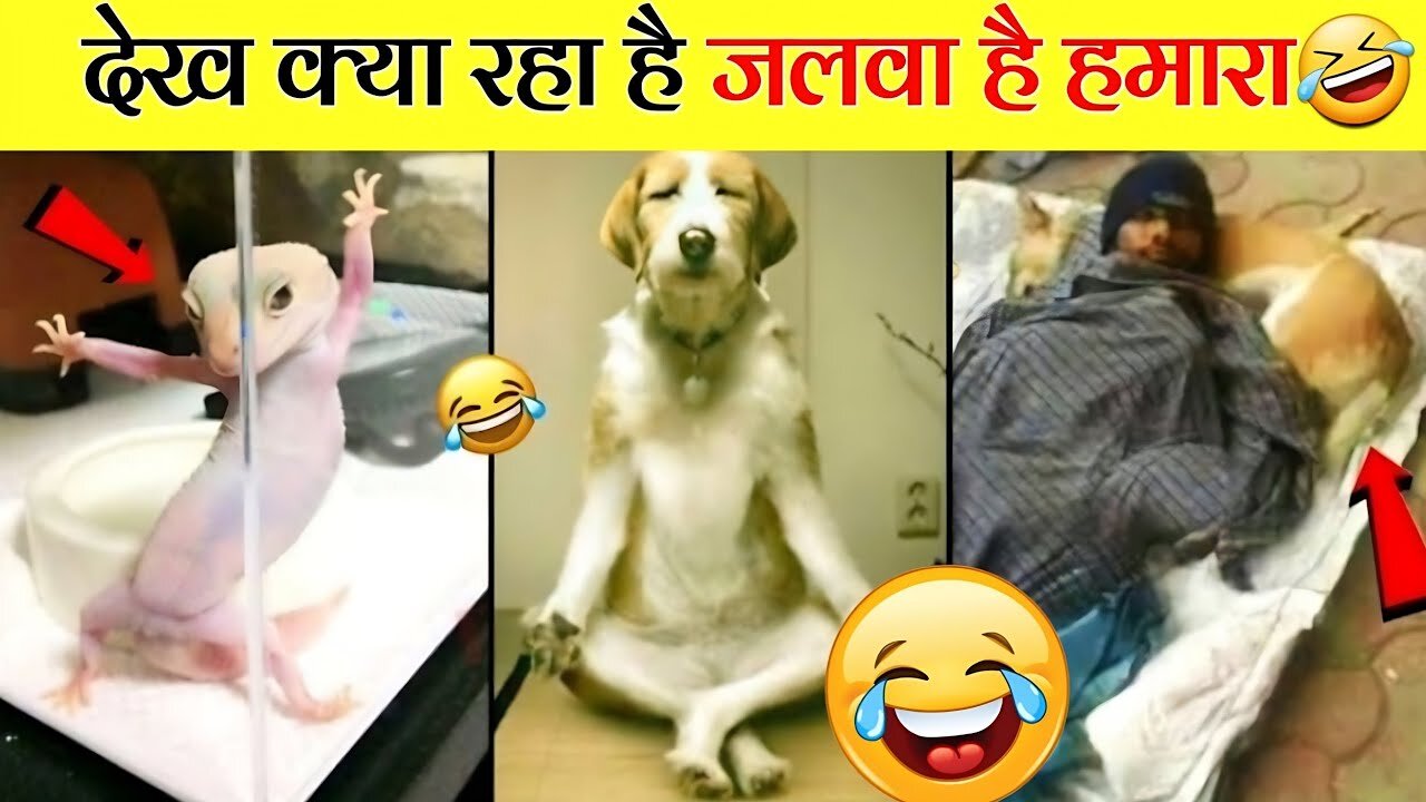 जानवरों के गजब कारनामे और वीडियो।। funny animal videos #shorts #funny #animationl