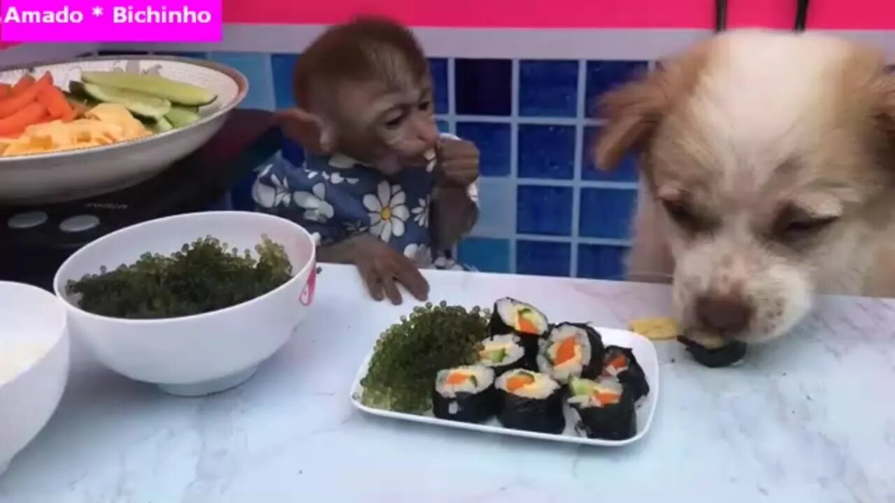 Little Monkey Tico Preparing Delicious Sushi For A Very Cute Lunch, HUUUMMM !!! ***