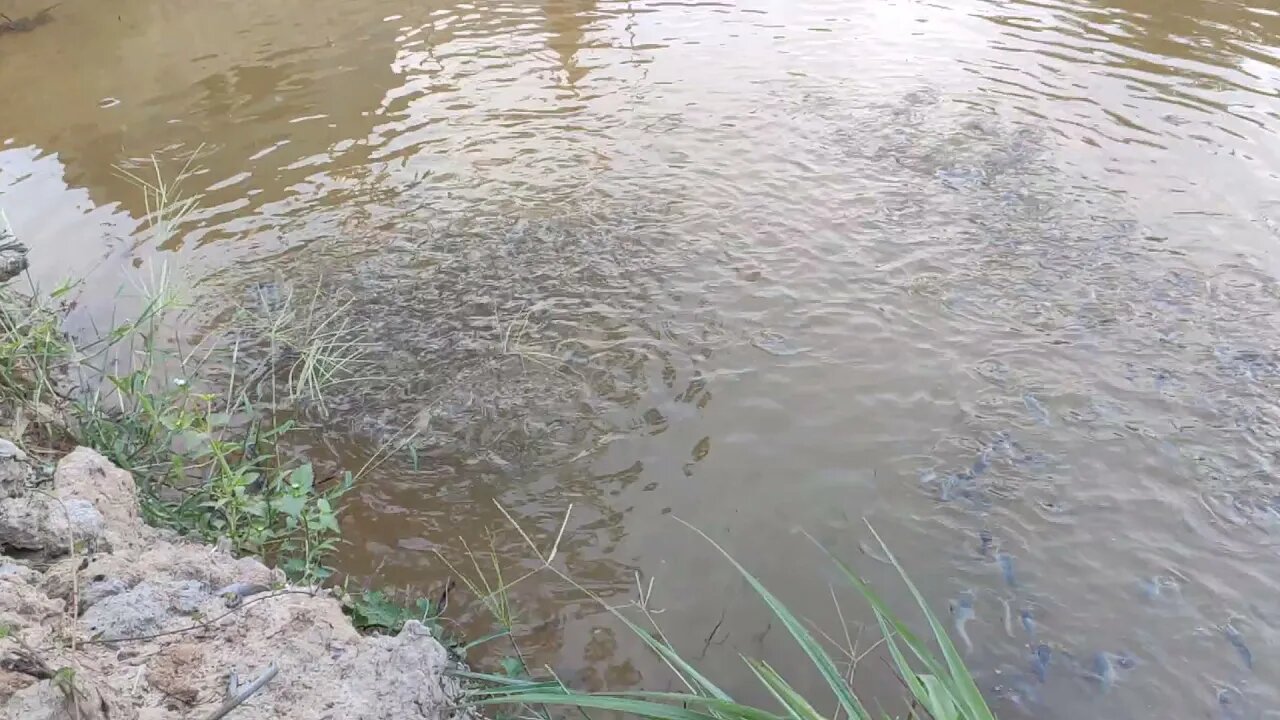 សកម្មភាពត្រីដែលបានដាក់ជីទឹក EX-M បំបែក ក្រោយមកឃើញថាមានគុណភាព