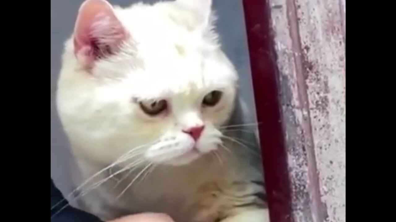 Funny animals