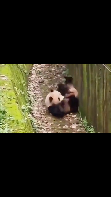 Panda Bear Reminds Us All To Take A Break & Have Some Fun