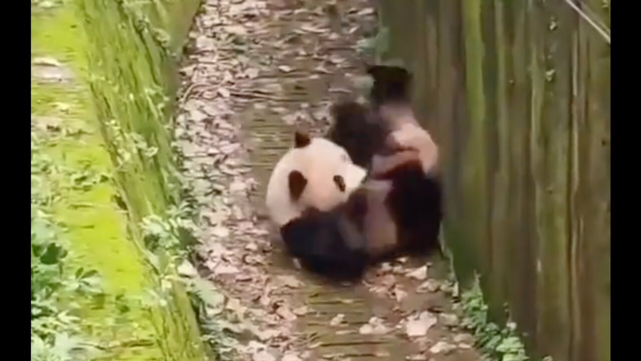 Panda Bear Reminds Us All To Take A Break & Have Some Fun