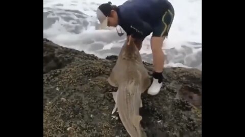Man called a hero when he saved a baby shark back to the ocean
